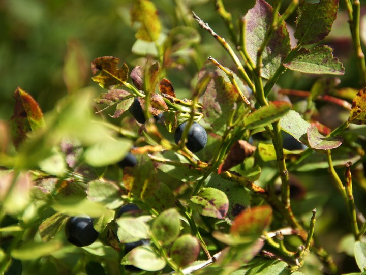 Heidelbeeren am Strauch